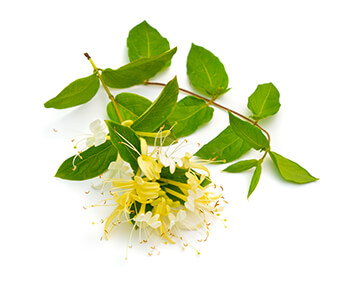 Pictured - Japanese Honeysuckle